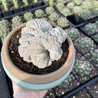 Rare Cactus - Astrophytum myriostigma onzuka crested