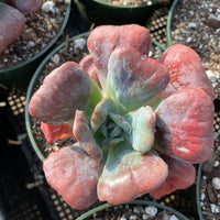 Rare Succulents - Echeveria Heart Delight