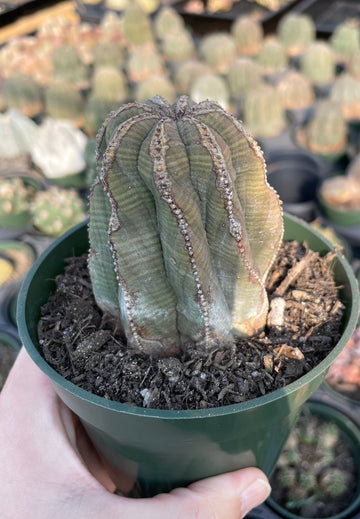 Rare Euphorbia - Euphorbia Obesa twisted