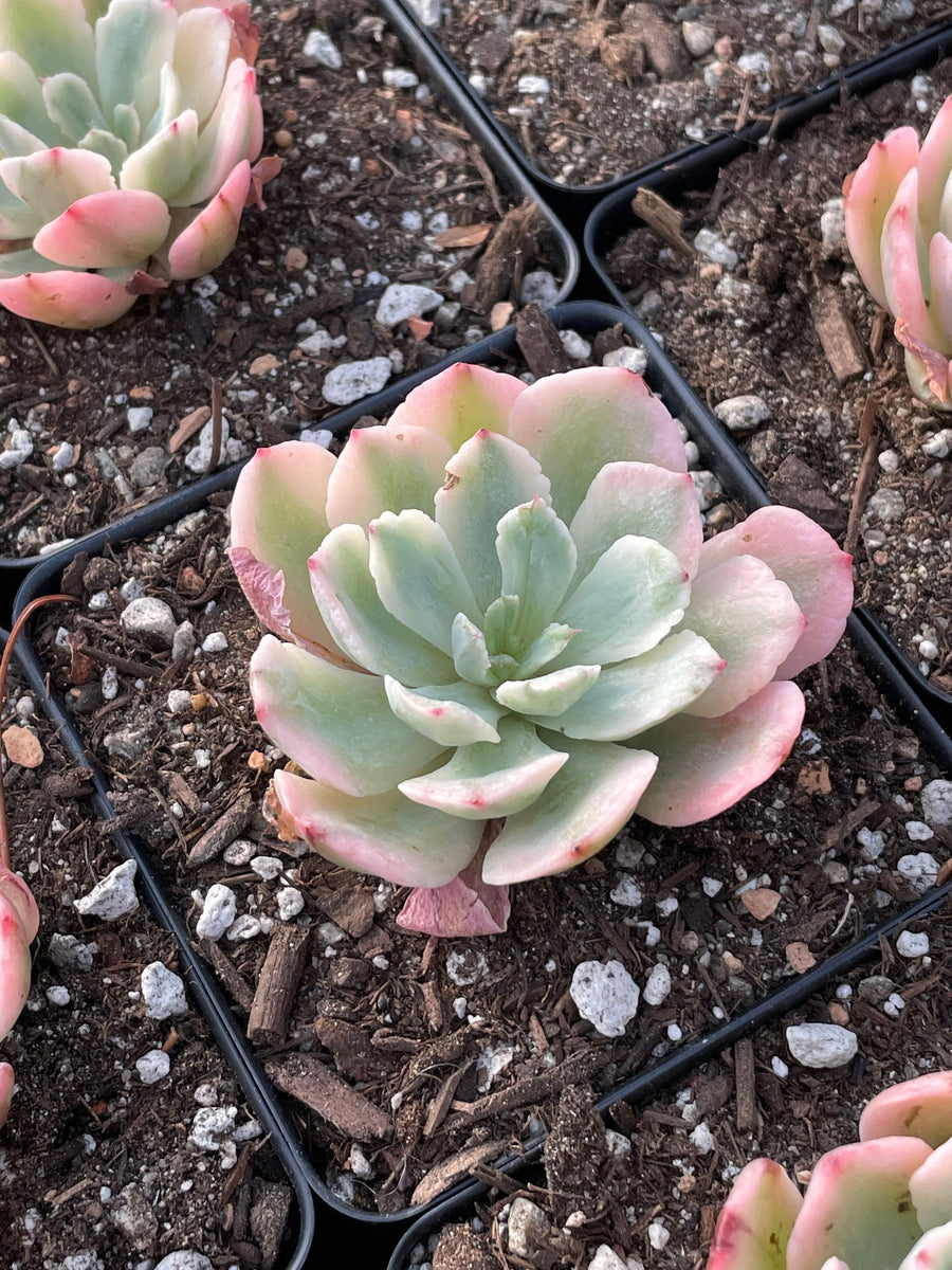 Rare Succulents - Echeveria Hoveyi var Zahni variegated