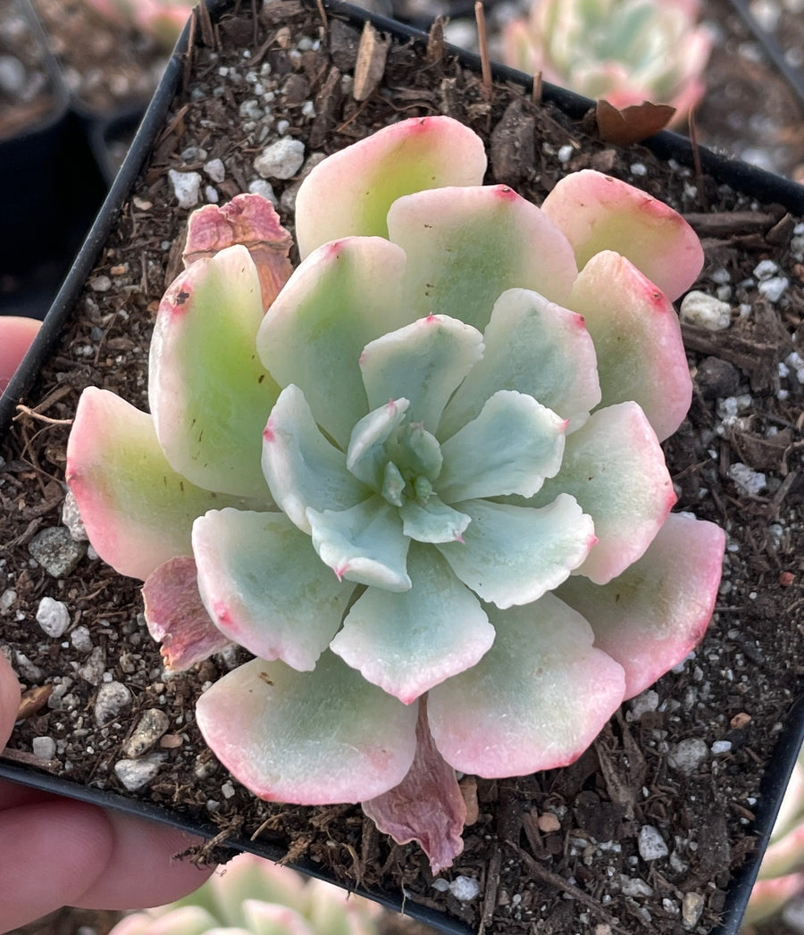 Rare Succulents - Echeveria Hoveyi var Zahni variegated