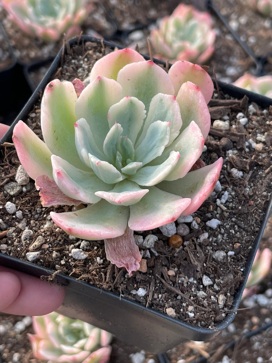 Rare Succulents - Echeveria Hoveyi var Zahni variegated