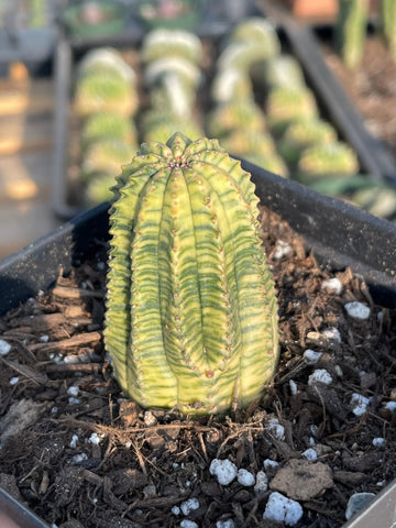 Rare Cactus - Euphorbia Meloformis variegata