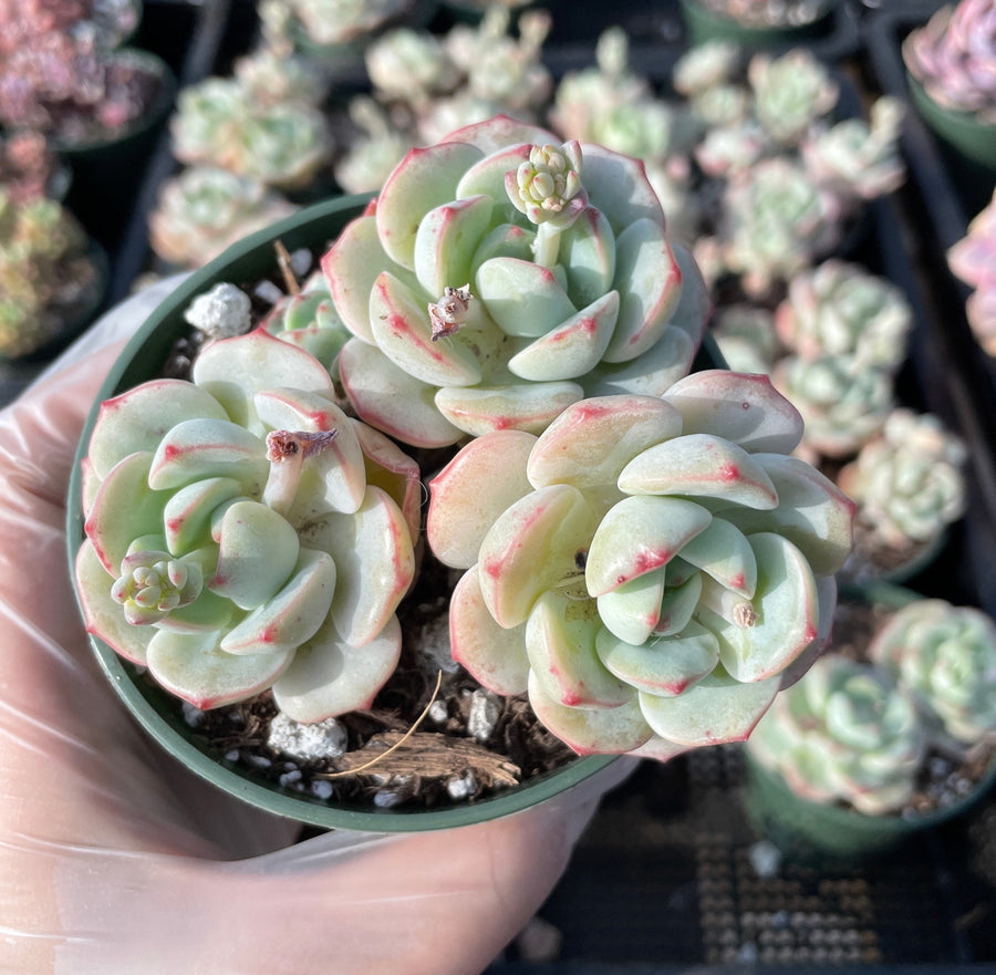 Rare Succulents - Sedeveria Pudgy large cluster