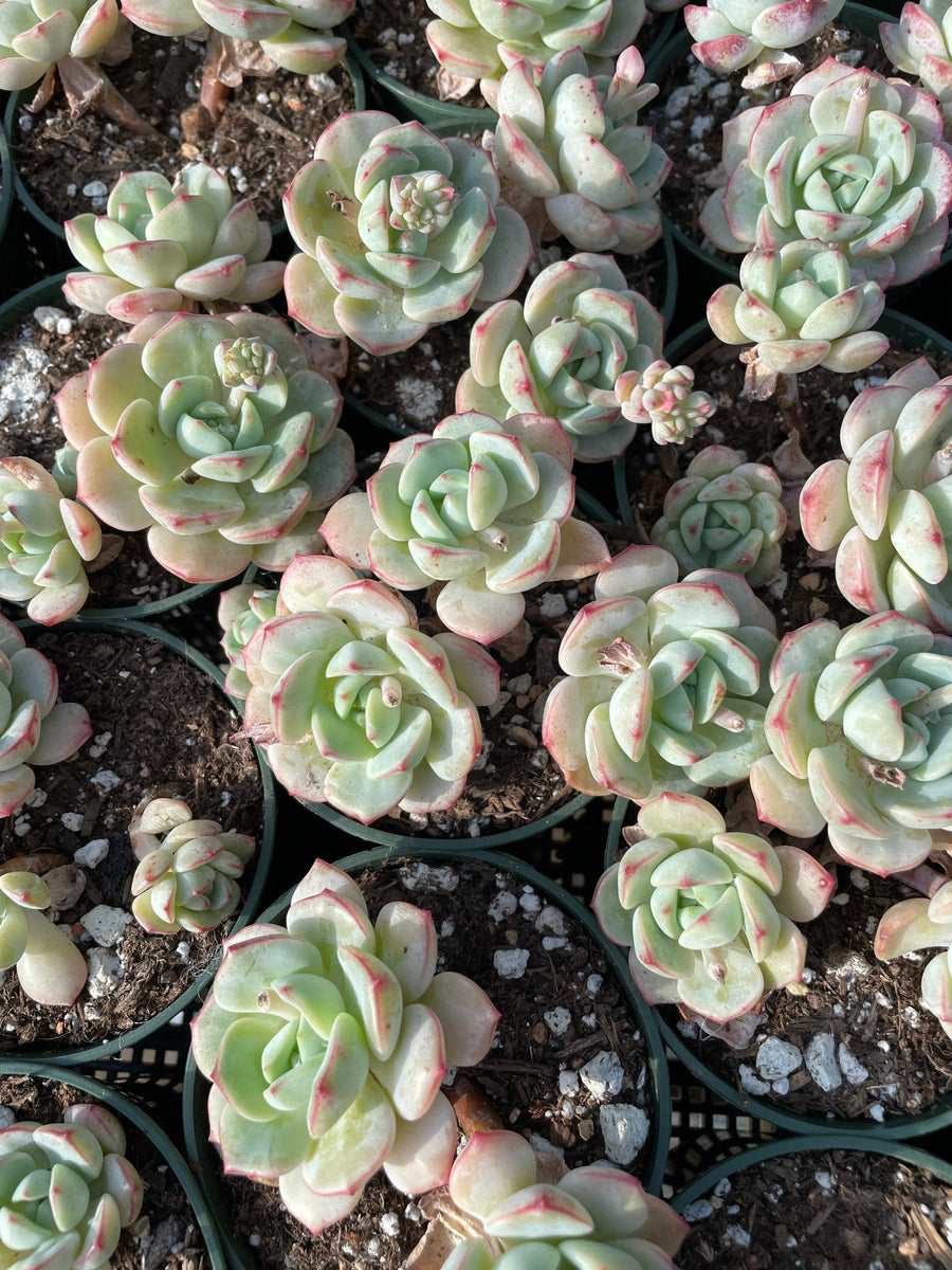 Rare Succulents - Sedeveria Pudgy large cluster