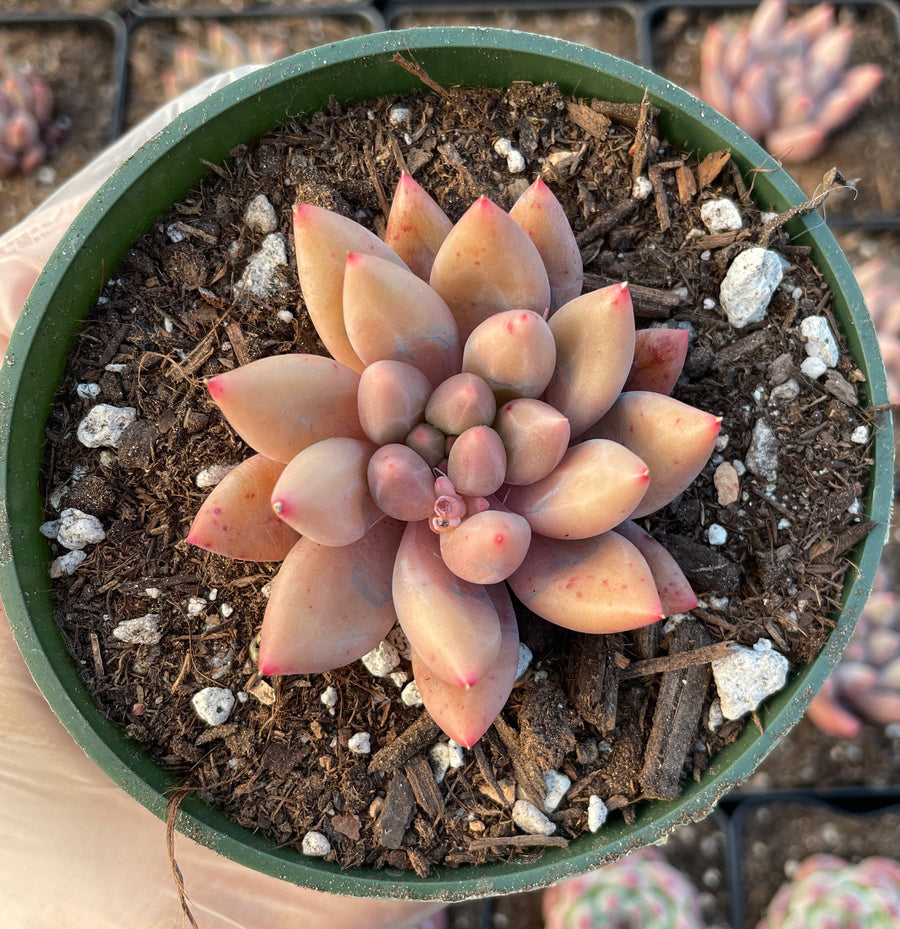 Rare Succulents - Pachyphytum Machucae hybrid 'Baby Finger'