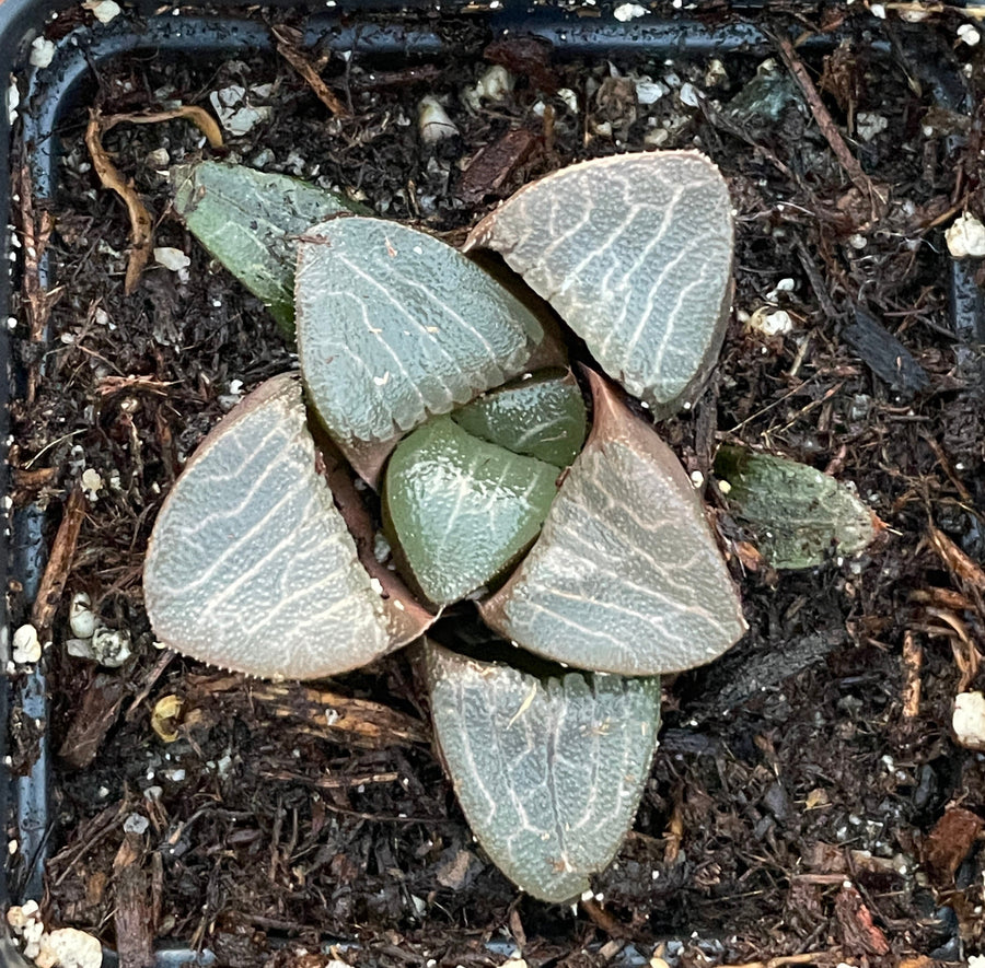 Rare Succulents - Haworthia Correcta stripe small/2.5”