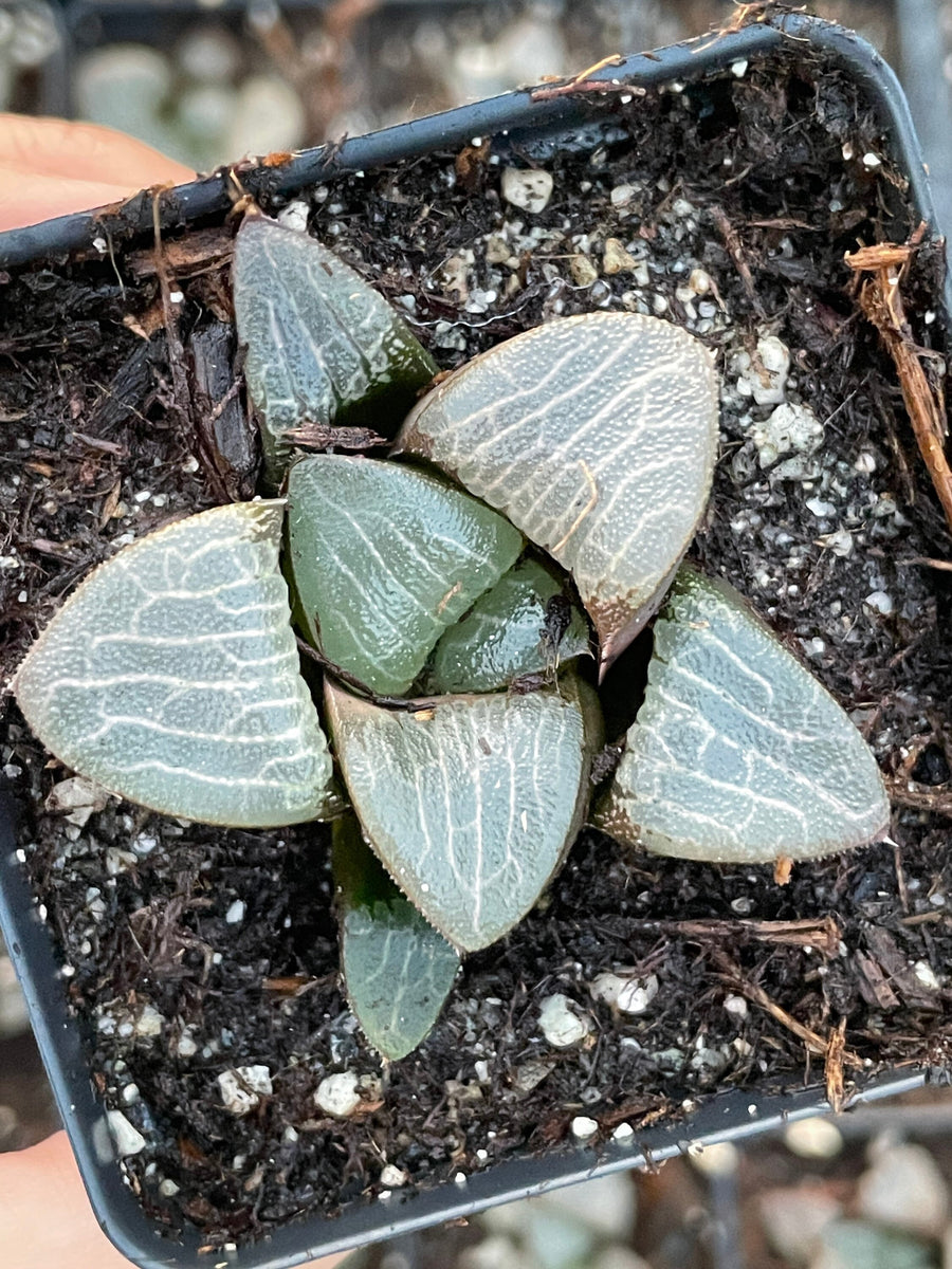 Rare Succulents - Haworthia Correcta stripe small/2.5”