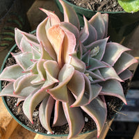 Rare Succulents - Echeveria Madiba double heads large