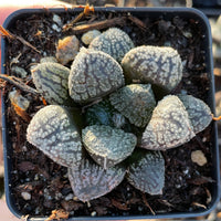Rare Succulents - Haworthia Mordor (2.5")