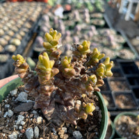 Rare Succulents - Othonna herrei cluster