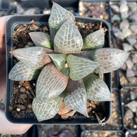 Rare Succulents - Haworthia Emelyae var. Comptoniana crystal (3.5")