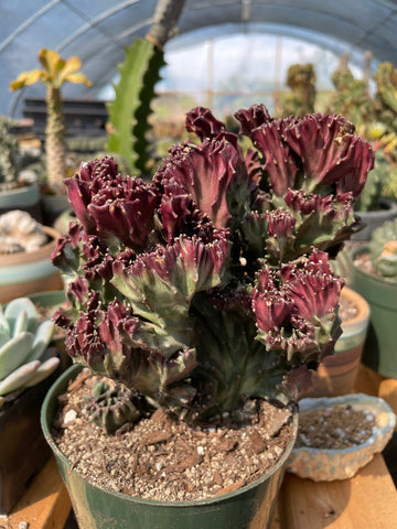 Rare Euphorbia - Euphorbia Lactea cristata variegated Pink Large