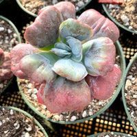 Rare Succulents - Echeveria Heart Delight