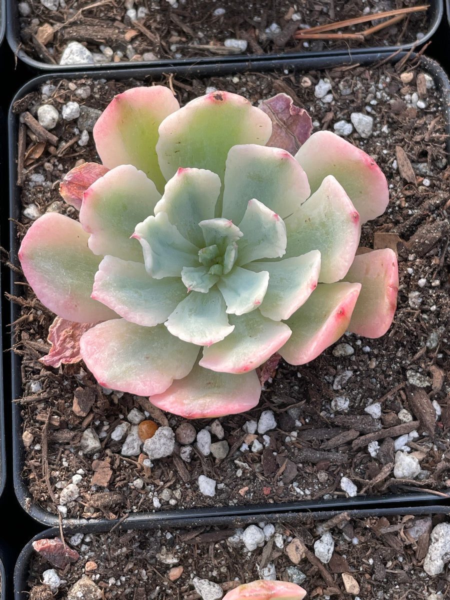 Rare Succulents - Echeveria Hoveyi var Zahni variegated