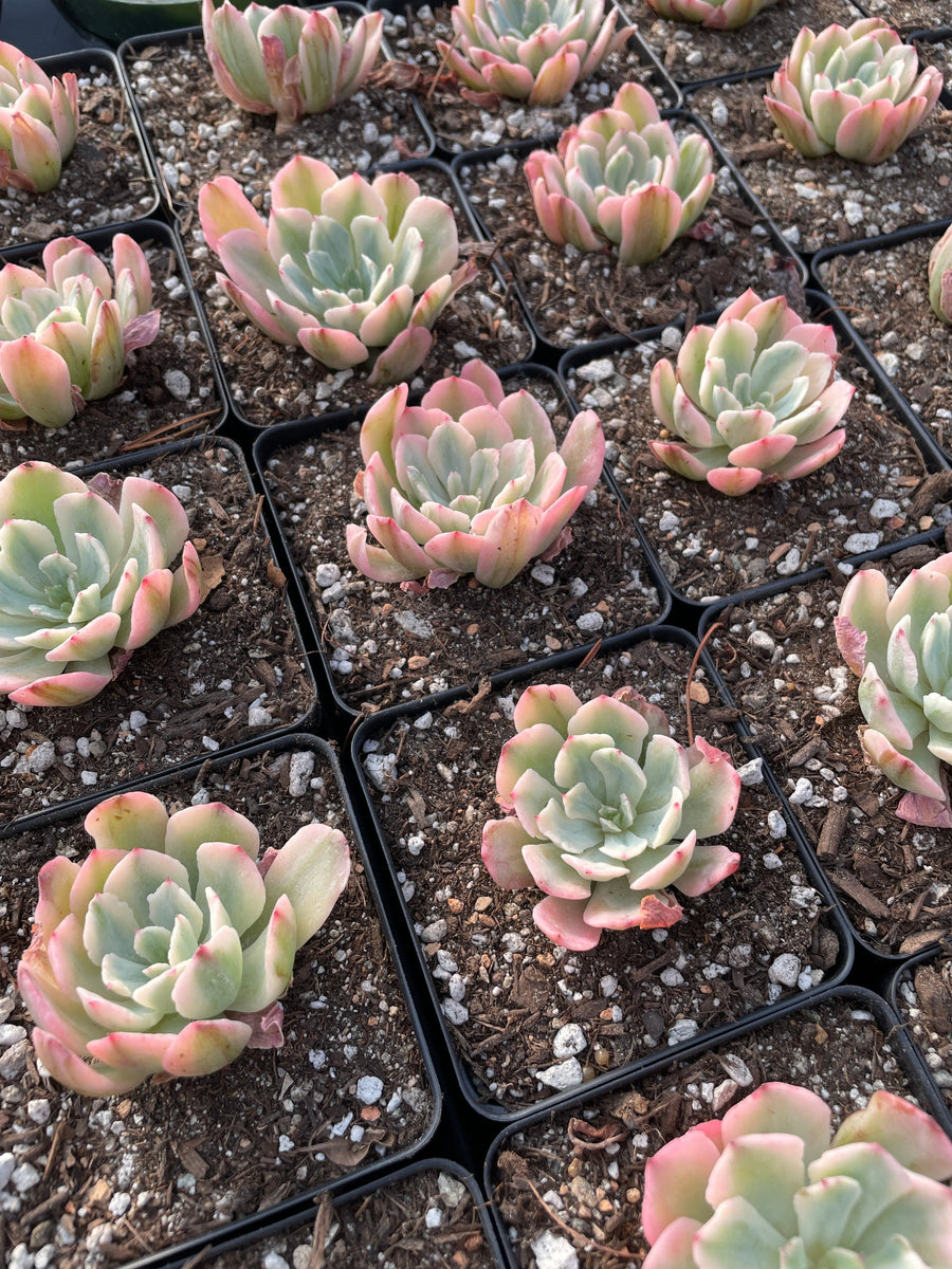 Rare Succulents - Echeveria Hoveyi var Zahni variegated