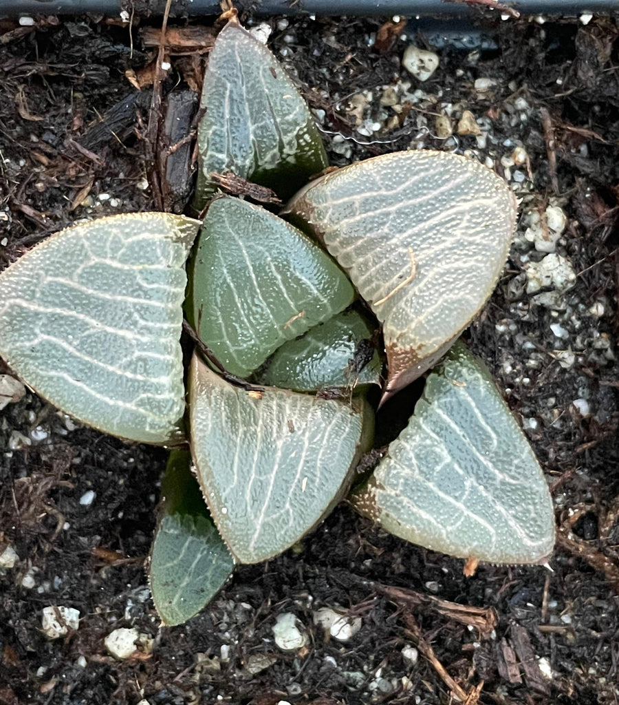 Rare Succulents - Haworthia Correcta stripe small/2.5”