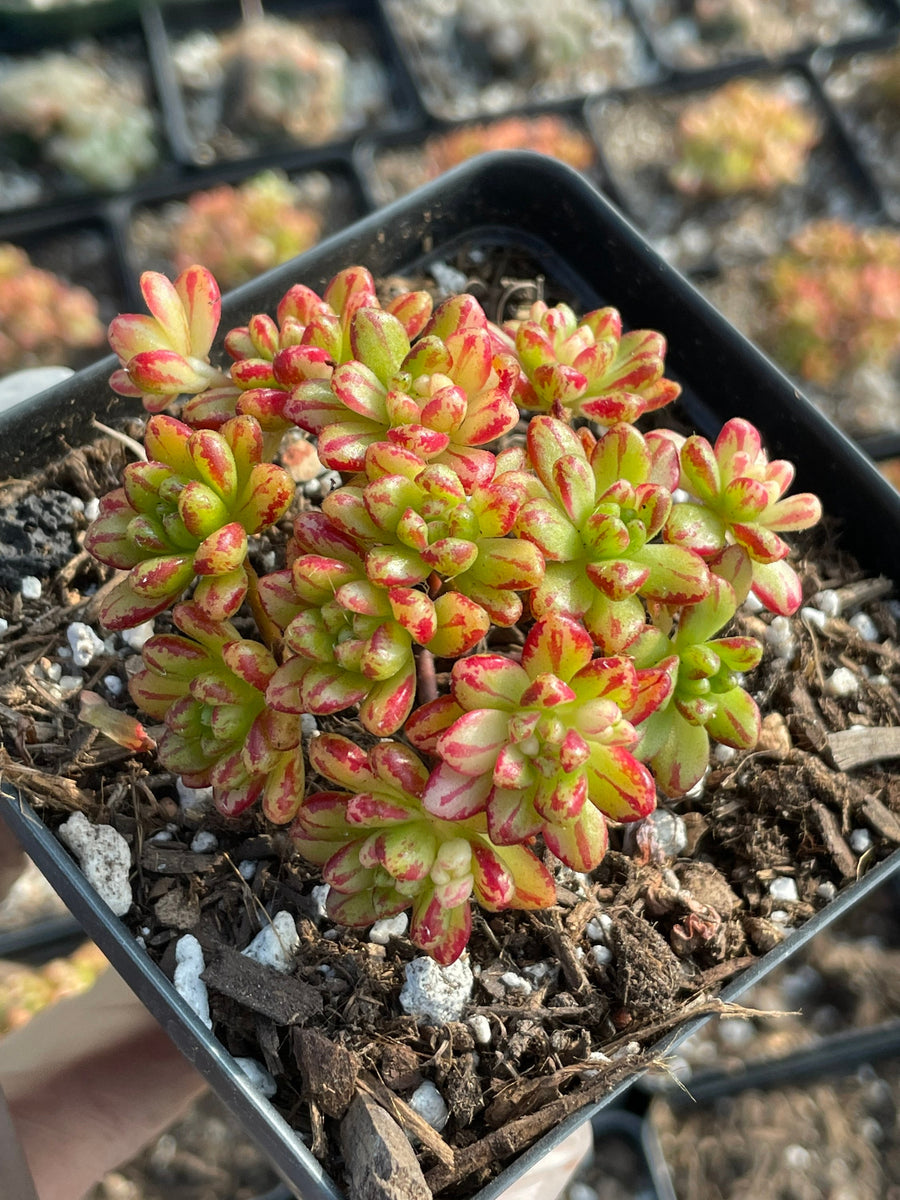 Rare Succulents - Aeonium variegated Sedifolium cluster (2