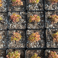 Rare Succulents - Aeonium variegated Sedifolium cluster (2"-2.5")