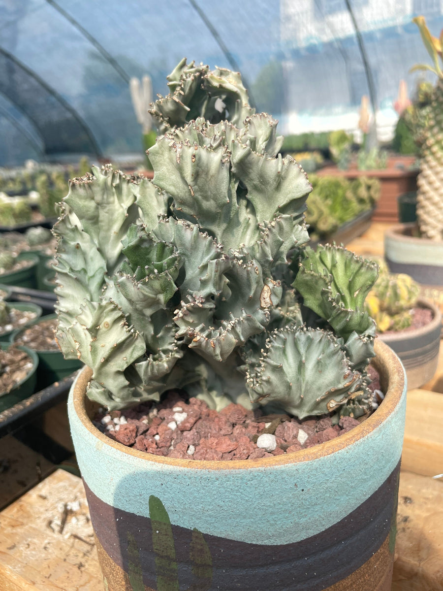 Rare Euphorbia - Euphorbia Lactea cristata variegated grey