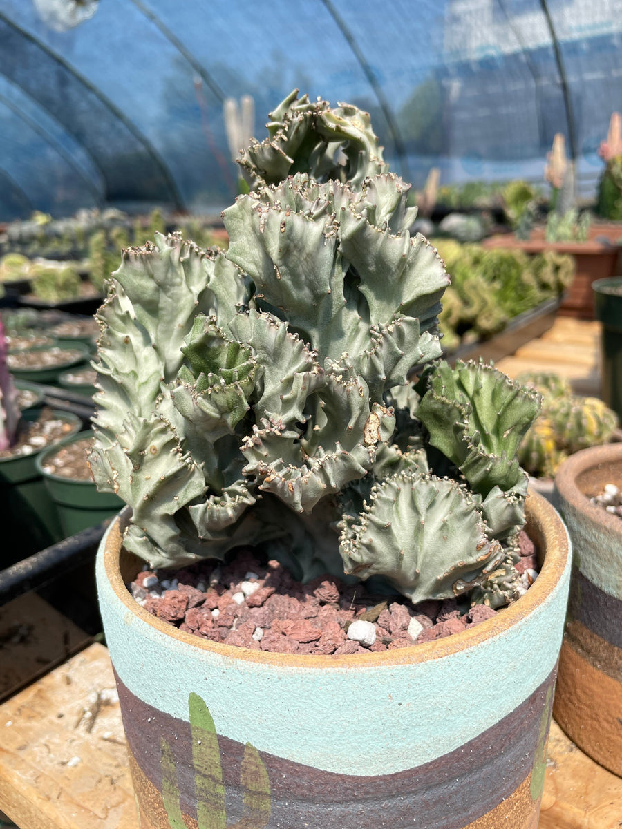 Rare Euphorbia - Euphorbia Lactea cristata variegated grey