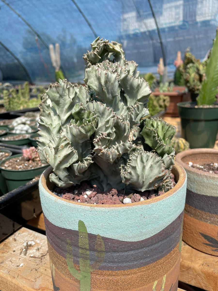 Rare Euphorbia - Euphorbia Lactea cristata variegated grey