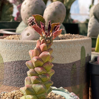 Rare Euphorbia - Euphorbia Ritchiei variegata