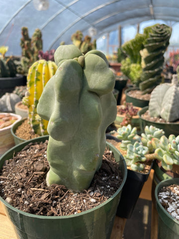 Rare Cactus - Totem Pole Cactus – Lophocereus schottii var. monstrous