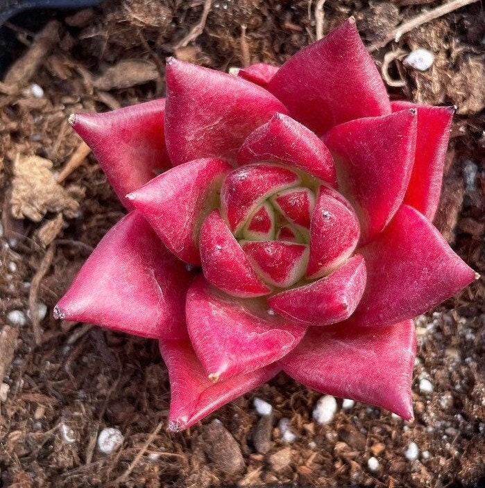 Rare Succulents - Echeveria Agavoides Cayenne