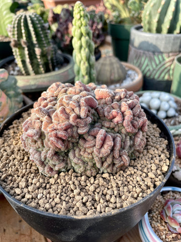 Rare Cactus - Mammillaria Compressa Created red (3”)