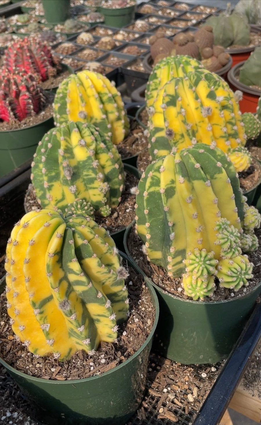 Neoraimondia Arequipensis - Big Bed of Straw - Rare Weird Cactus