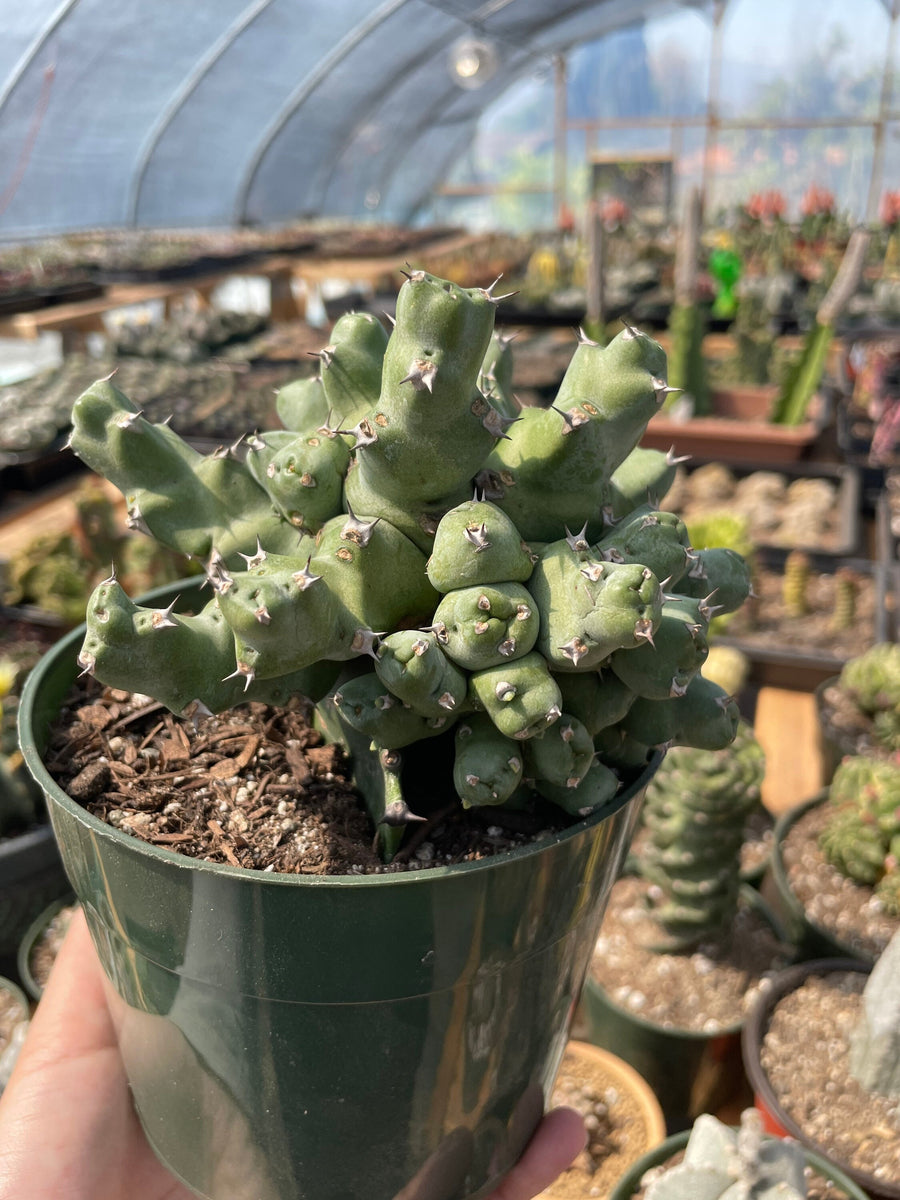 Rare Euphorbia - Euphorbia clivicola (5.5” pot)