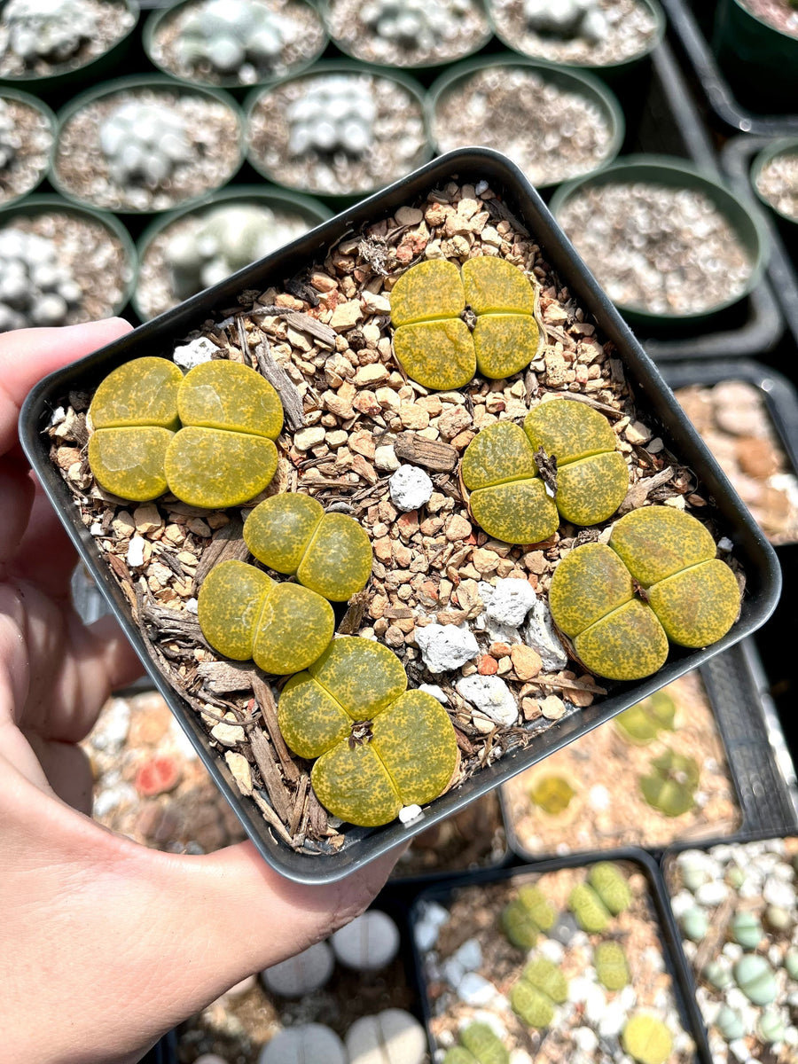 Rare Succulents - Lesliei V. Hornii Greenhorn 4 Years double heads (0.7”)