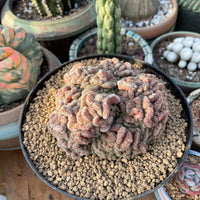 Rare Cactus - Mammillaria Compressa Created red (3”)