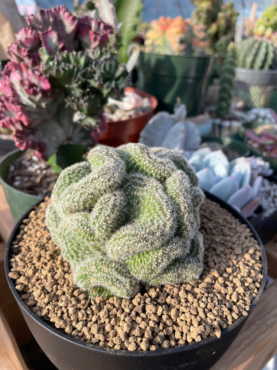 Rare Cactus - Mammillaria Compressa Created green