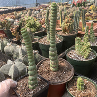 Rare Cactus - Eulychnia Crastanea Spiralis (10”)