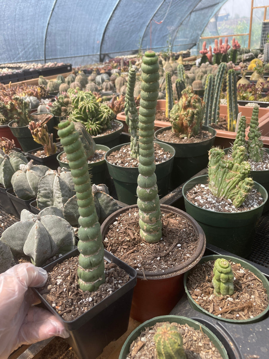 Rare Cactus - Eulychnia Crastanea Spiralis (10”)