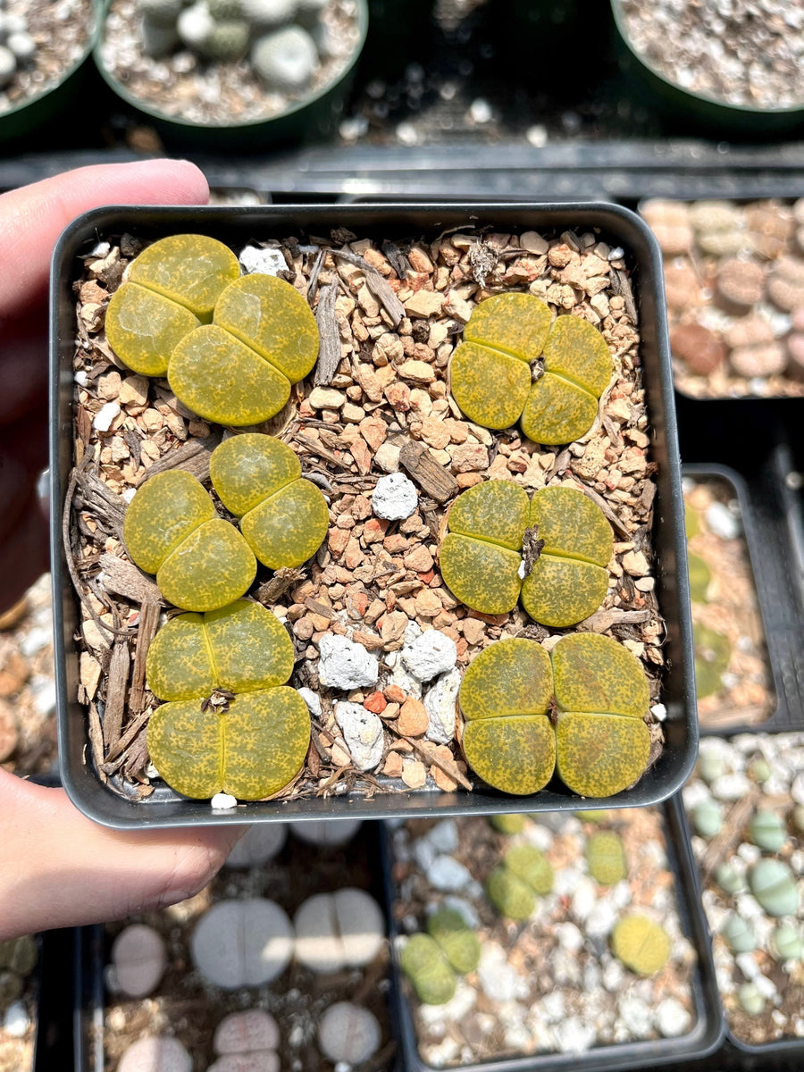 Rare Succulents - Lesliei V. Hornii Greenhorn 4 Years double heads (0.7”)