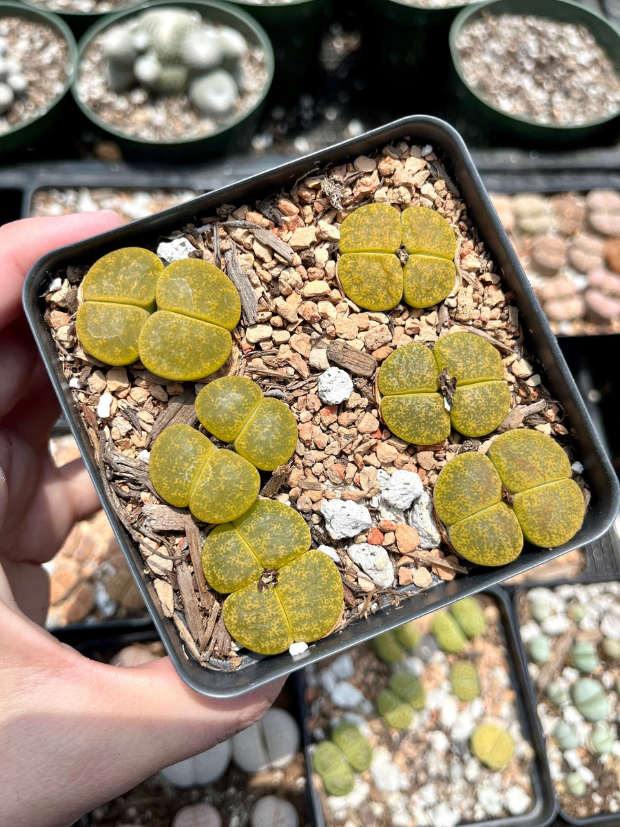 Rare Succulents - Lesliei V. Hornii Greenhorn 4 Years double heads (0.7”)