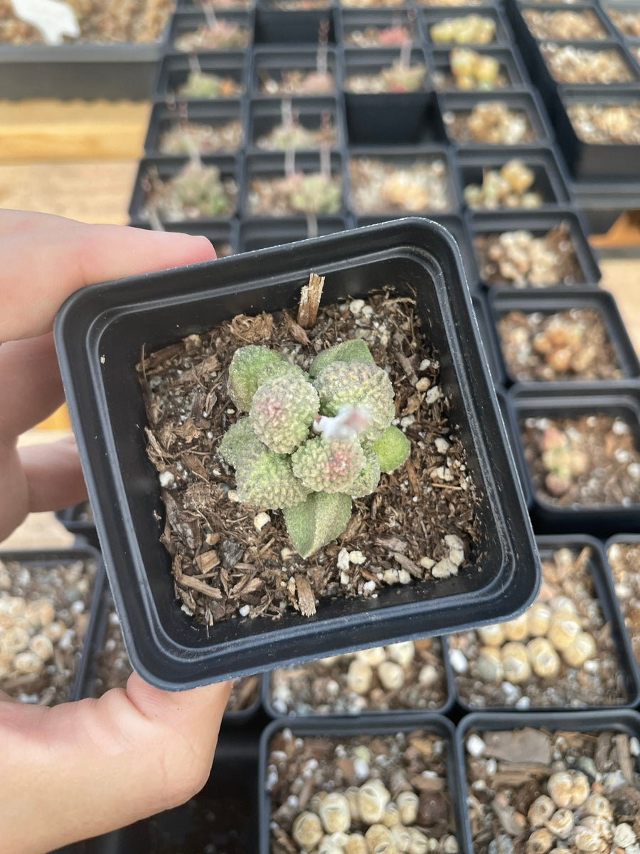 Rare Succulents - Adromischus marianiae alveolatus (1.5”)