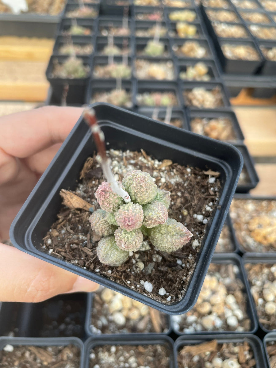 Rare Succulents - Adromischus marianiae alveolatus (1.5”)