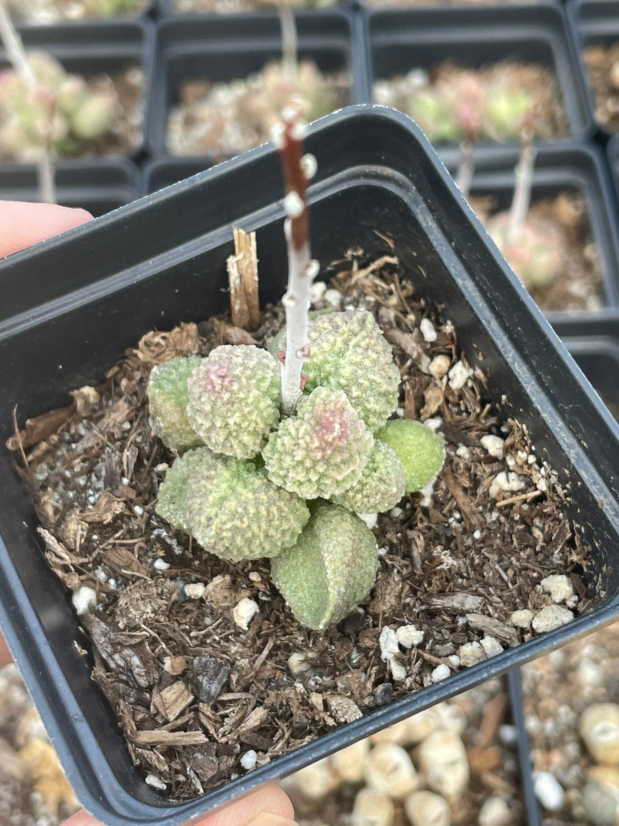 Rare Succulents - Adromischus marianiae alveolatus (1.5”)