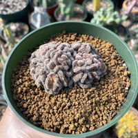 Rare Cactus - Mammillaria Compressa Created red (3”)