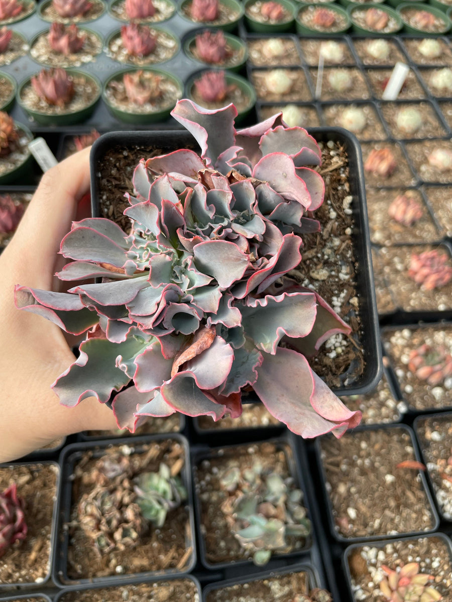 Rare Succulents - Echeveria cv. Takasagono Okina crested