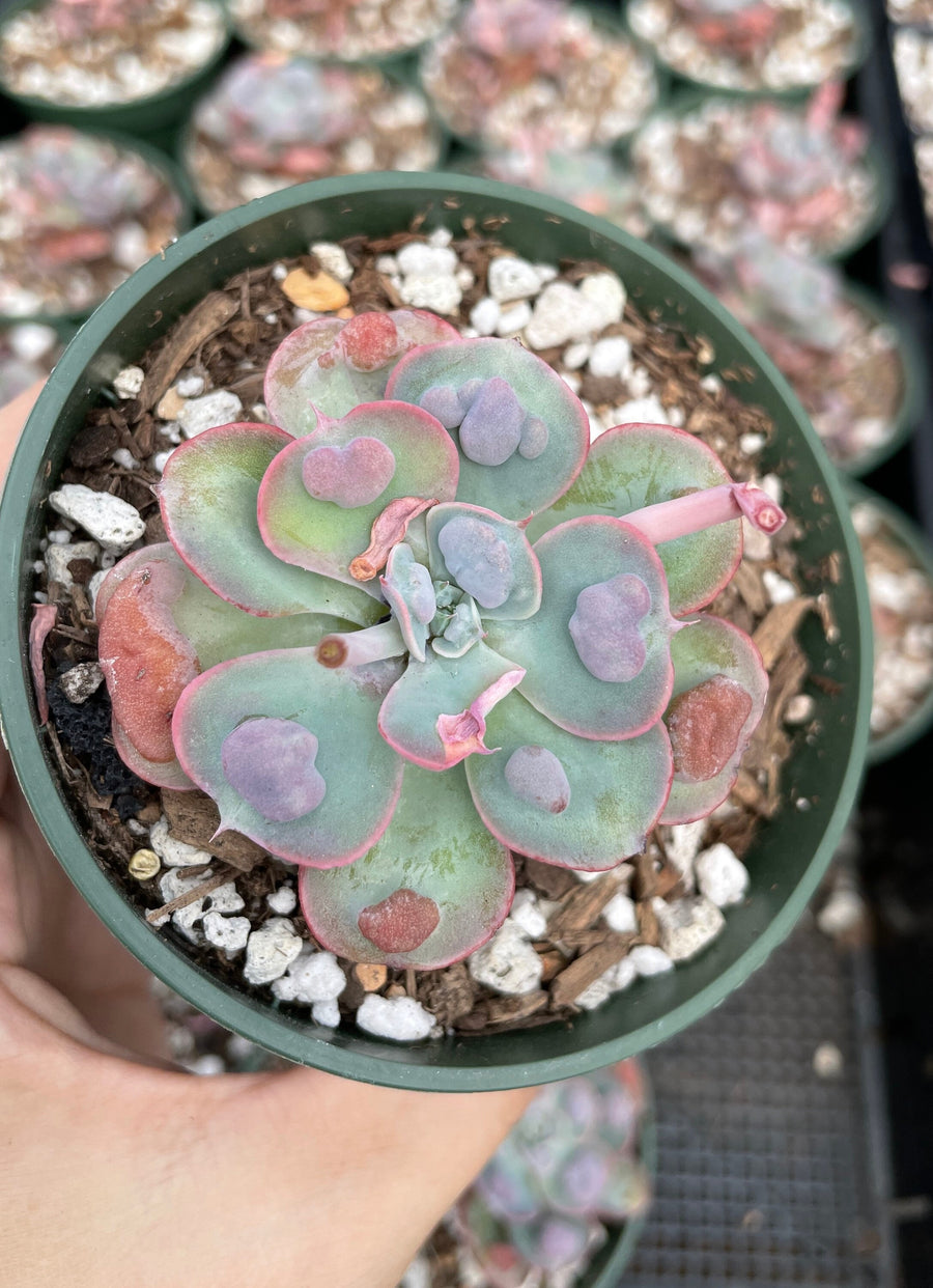 Rare Succulents - Echeveria Raindrop mini (2”)