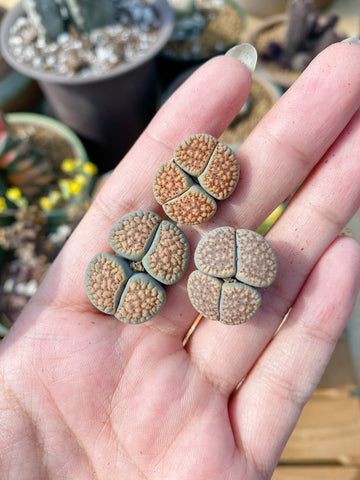 Rare Succulents - Lithops Verruculosa double heads (0.8”)