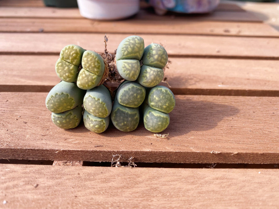 Rare Succulents - Lithops Hallii V. Ochracea double heads (0.7”)