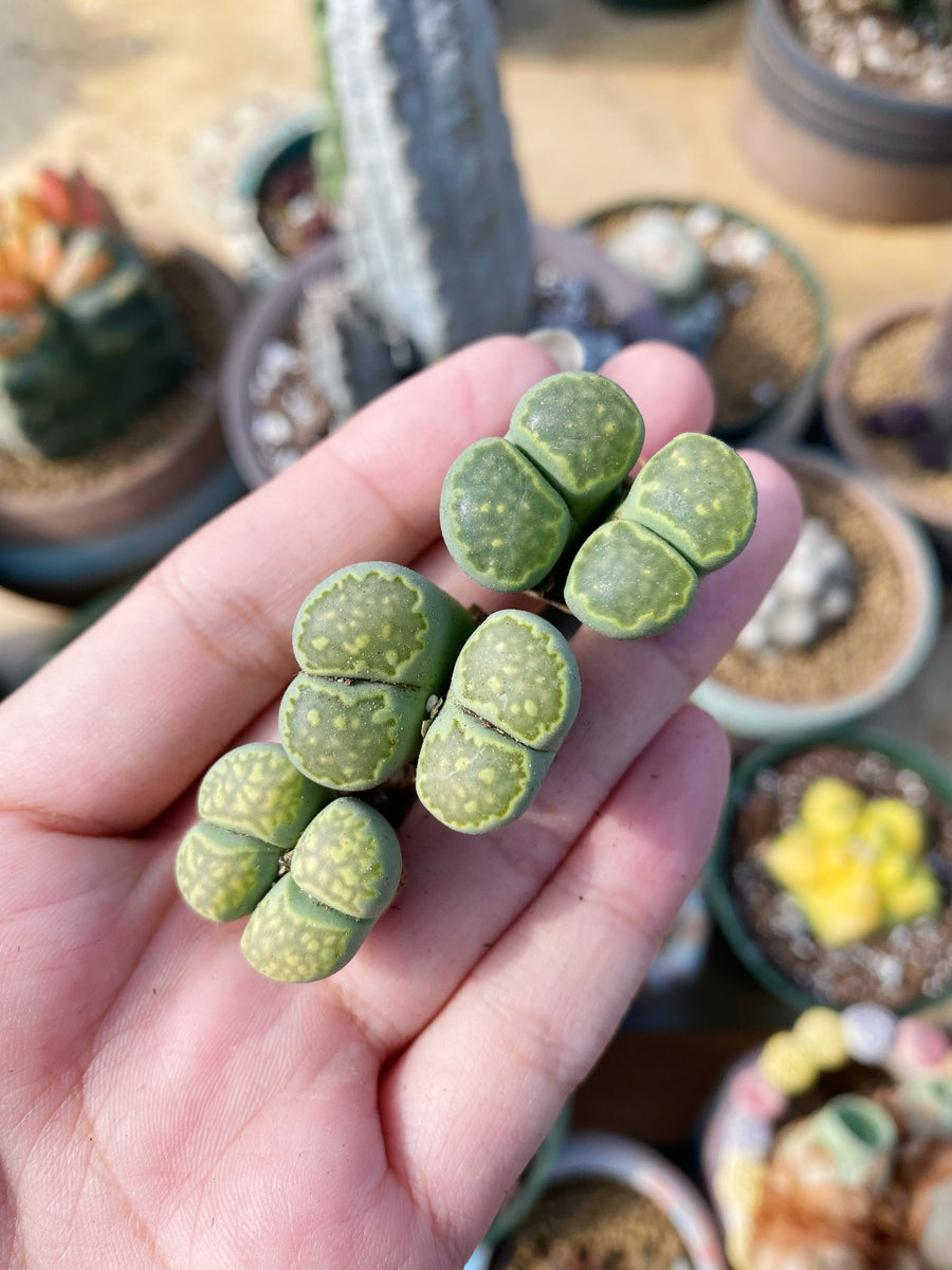 Rare Succulents - Lithops Hallii V. Ochracea double heads (0.7”)