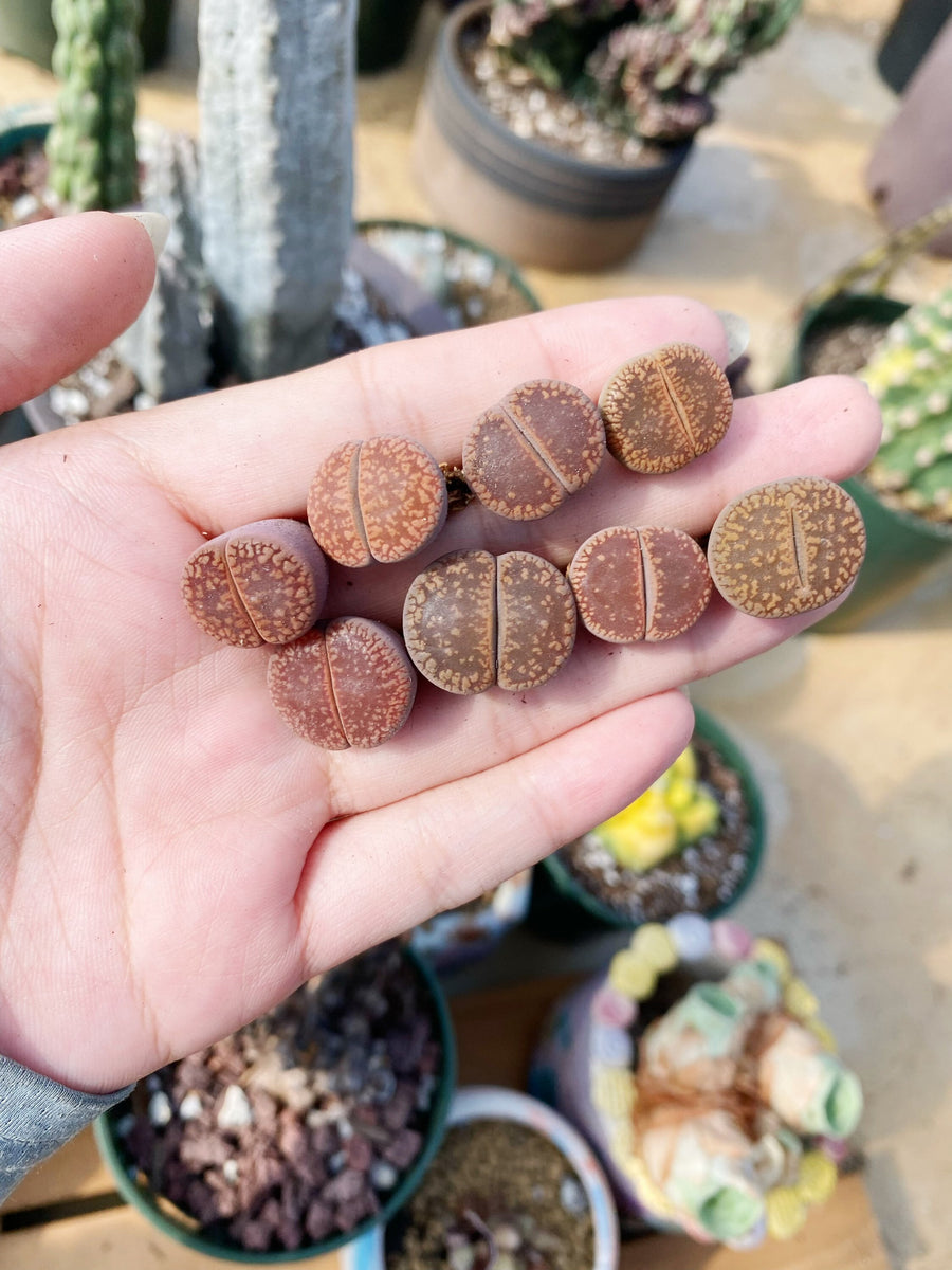 Rare Succulents - Lithops Aucampiae Light Brown (0.5”+)