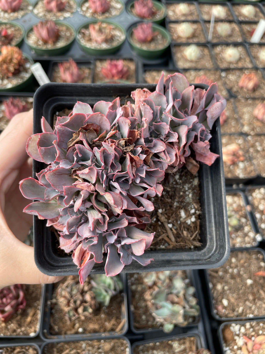 Rare Succulents - Echeveria cv. Takasagono Okina crested